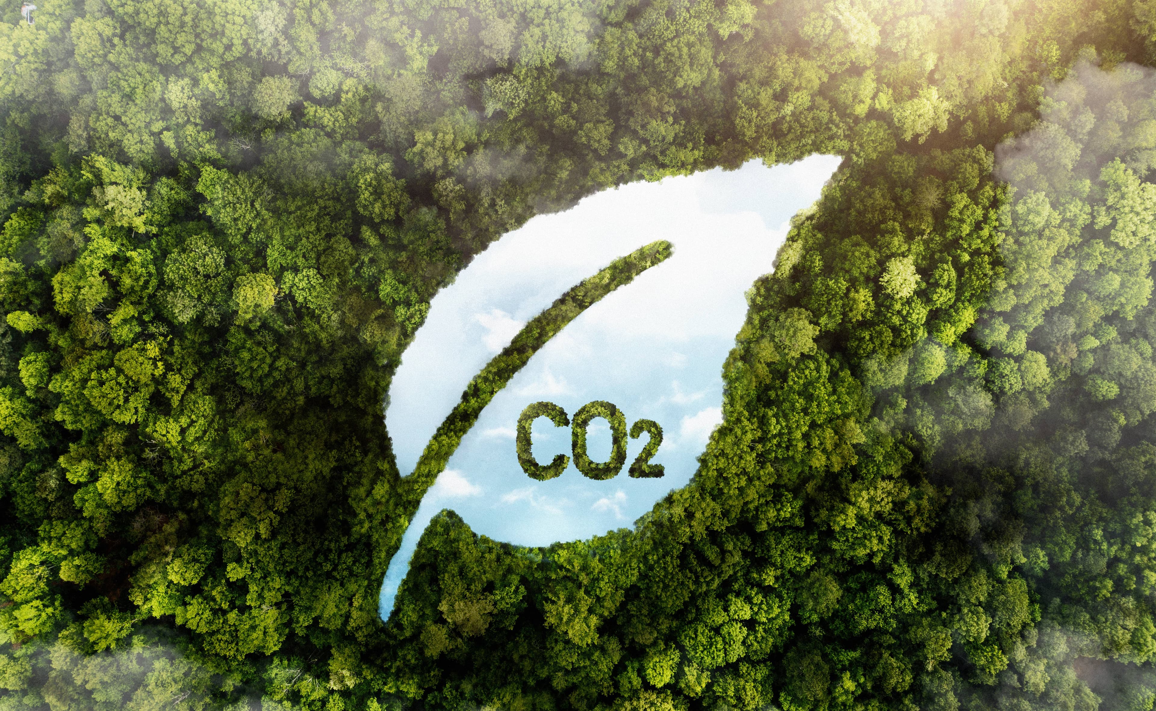 Forest image symbolizing carbon measurement and verification